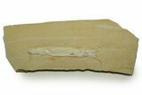 Detailed Fossil Squid (Plesioteuthis) w/ Tentacles - Solnhofen #378001-2